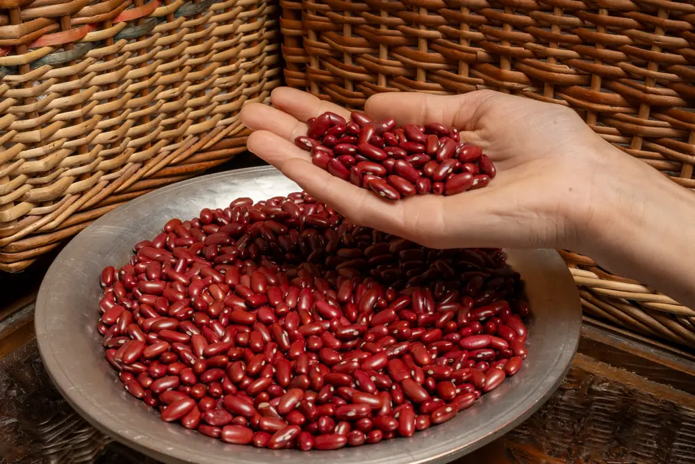 Jammu Red Rajma
