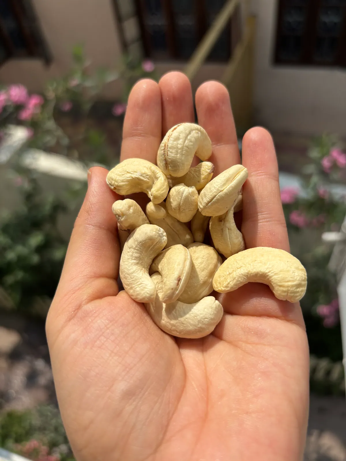 Premium Cashew Nuts