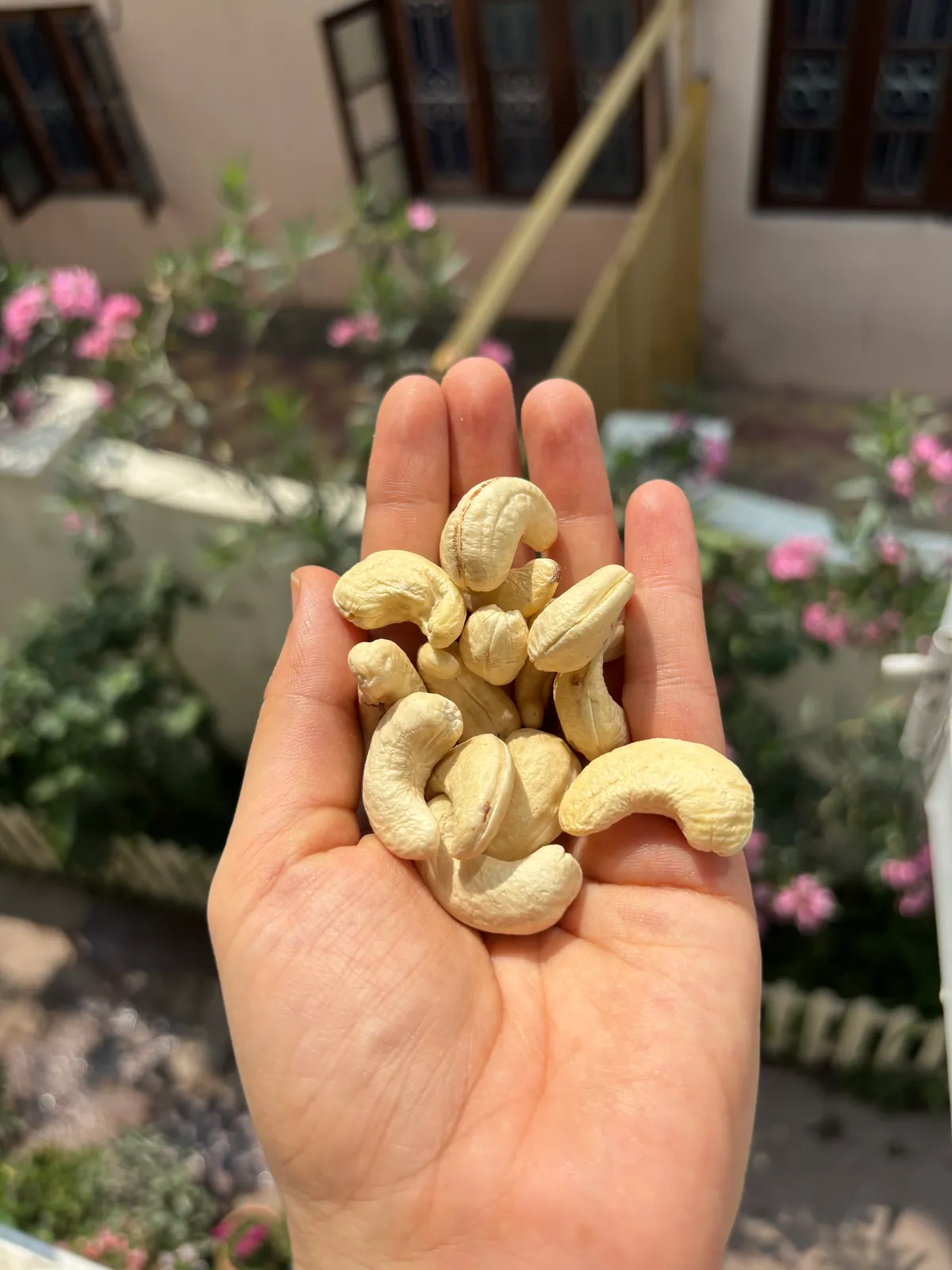 Premium Cashew Nuts