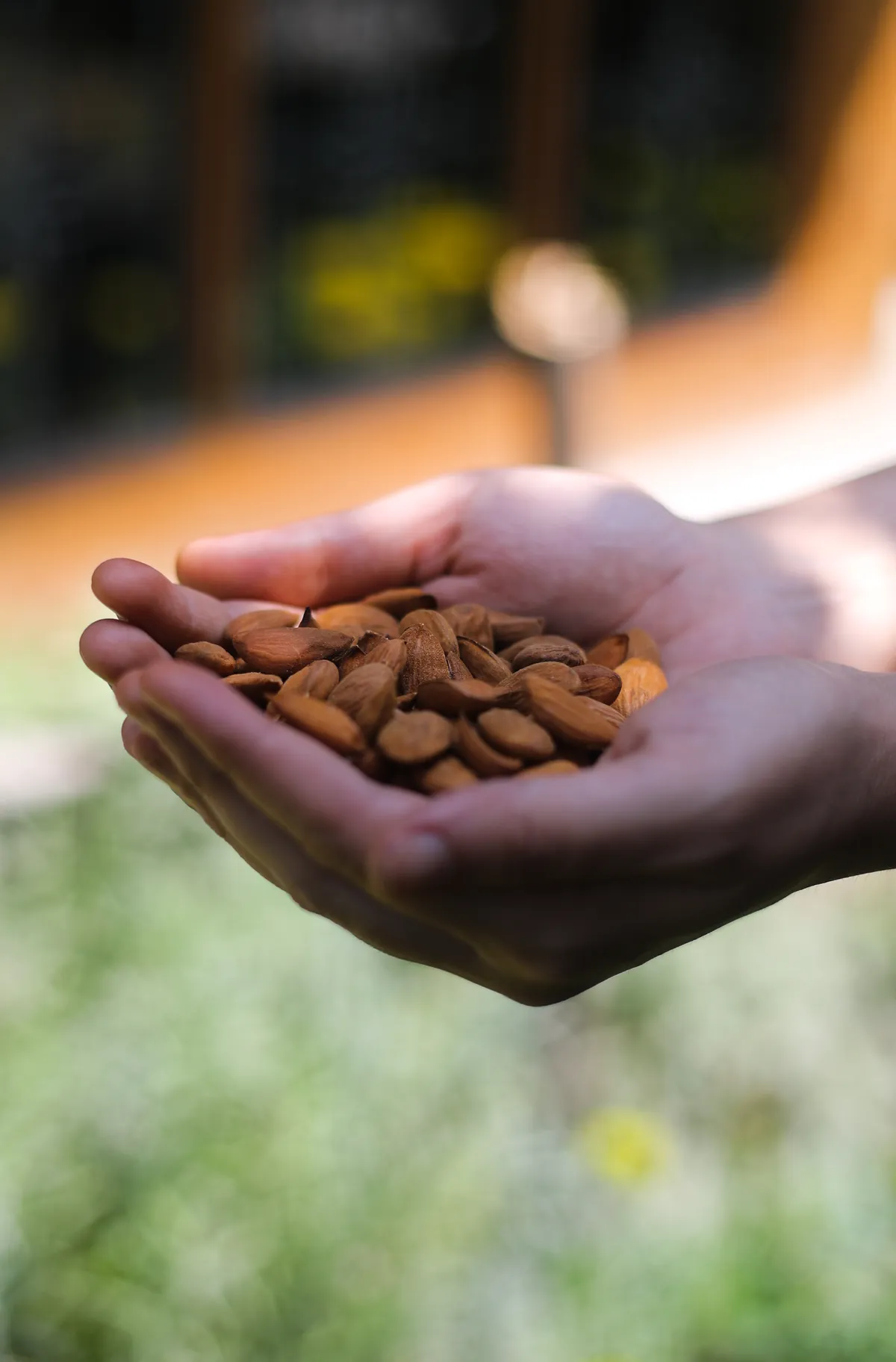 Kashmiri Almonds Single Tree
