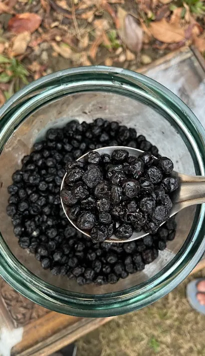 Dried Blueberries