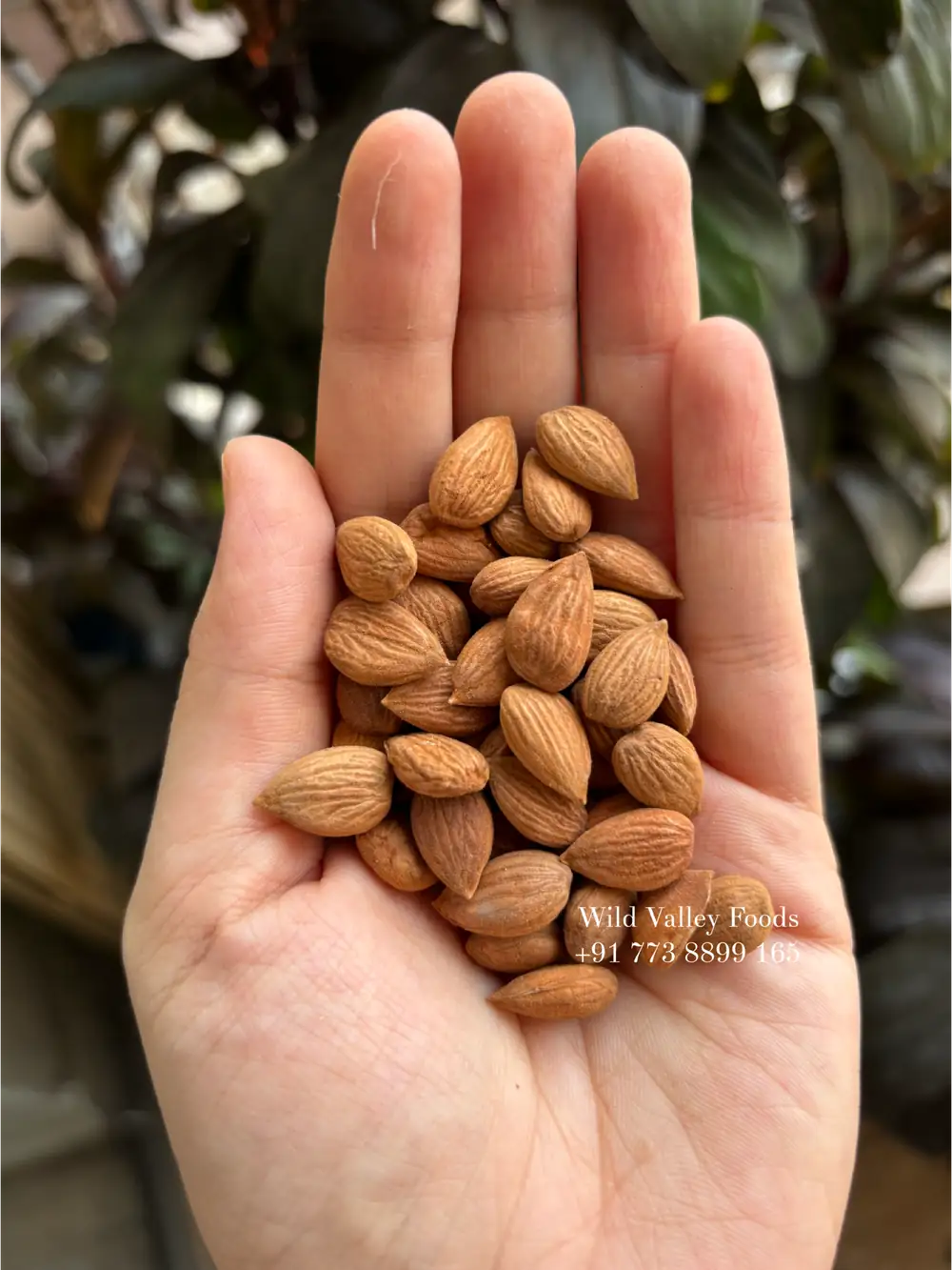 Ladakhi Apricot Almonds