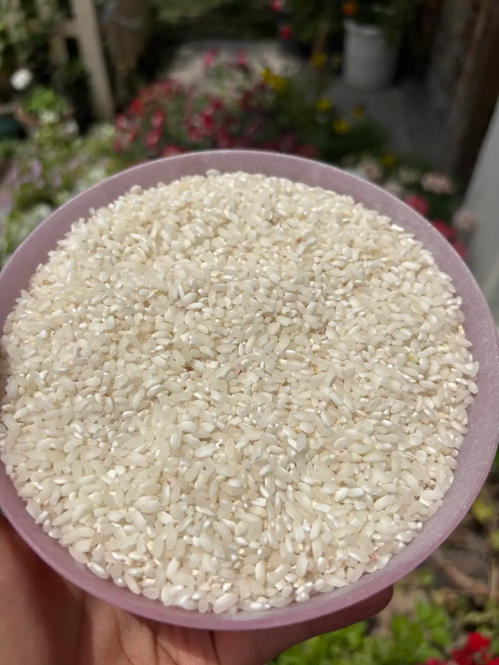 Kashmiri Local Rice 