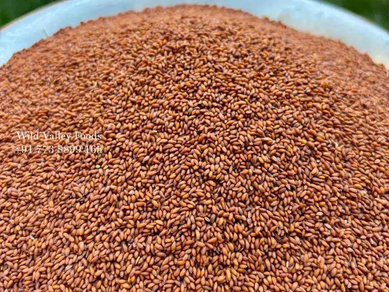 Halim Seeds (Garden-Cress Seeds)