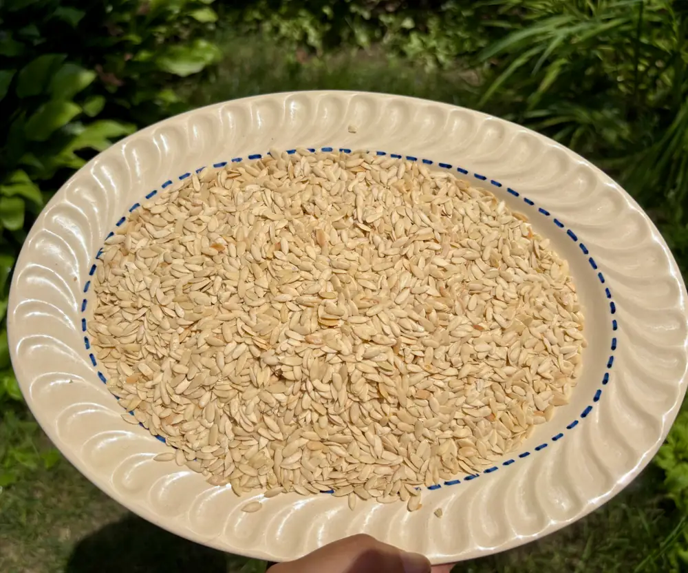 Musk Melon Seeds