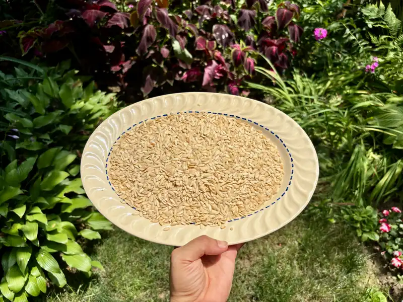 Musk Melon Seeds